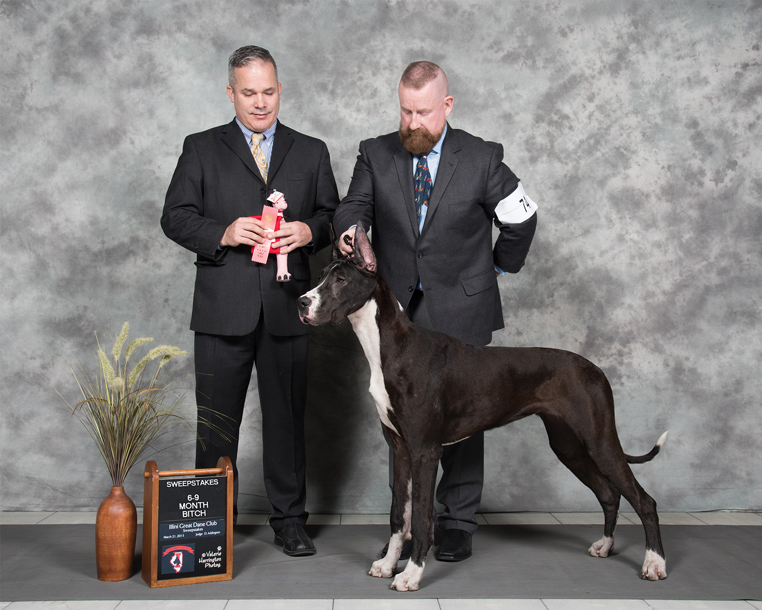 showing mantle great dane