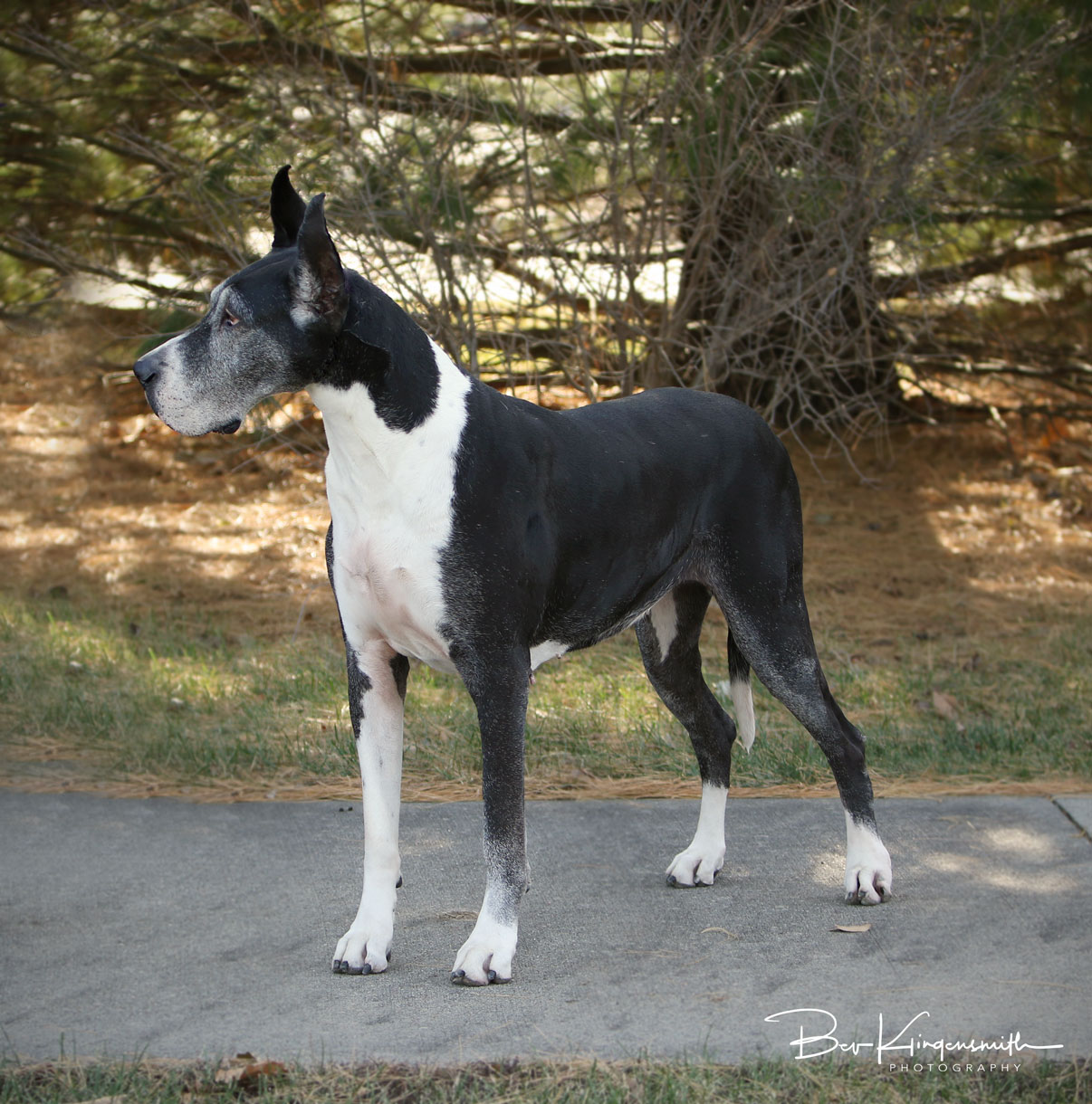 Senior Great Dane