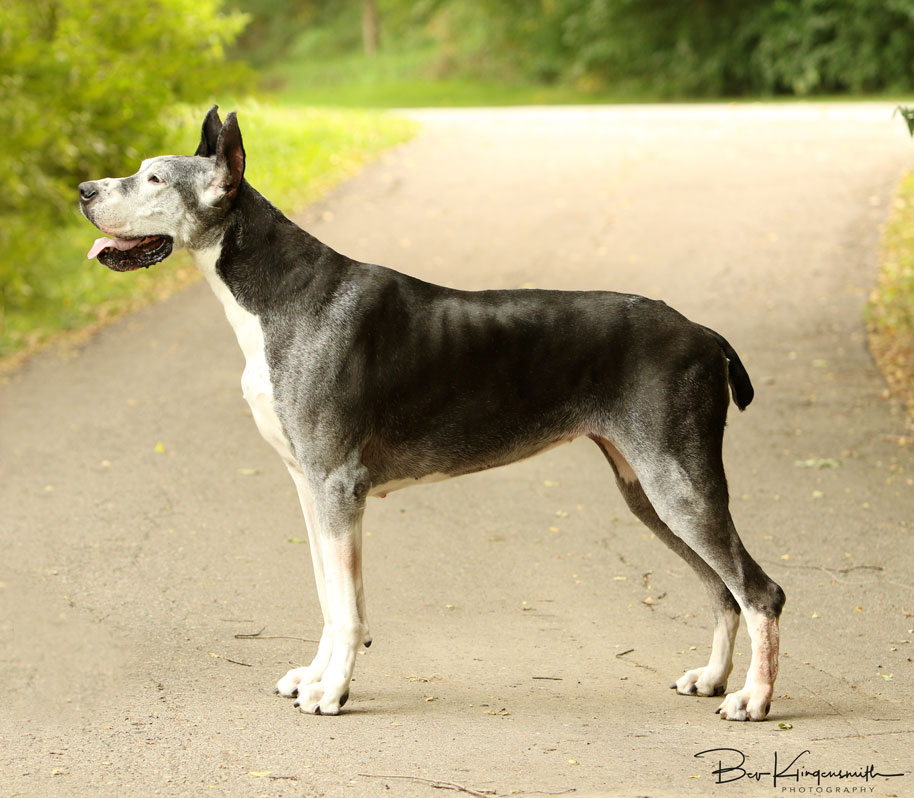 Senior Great Dane