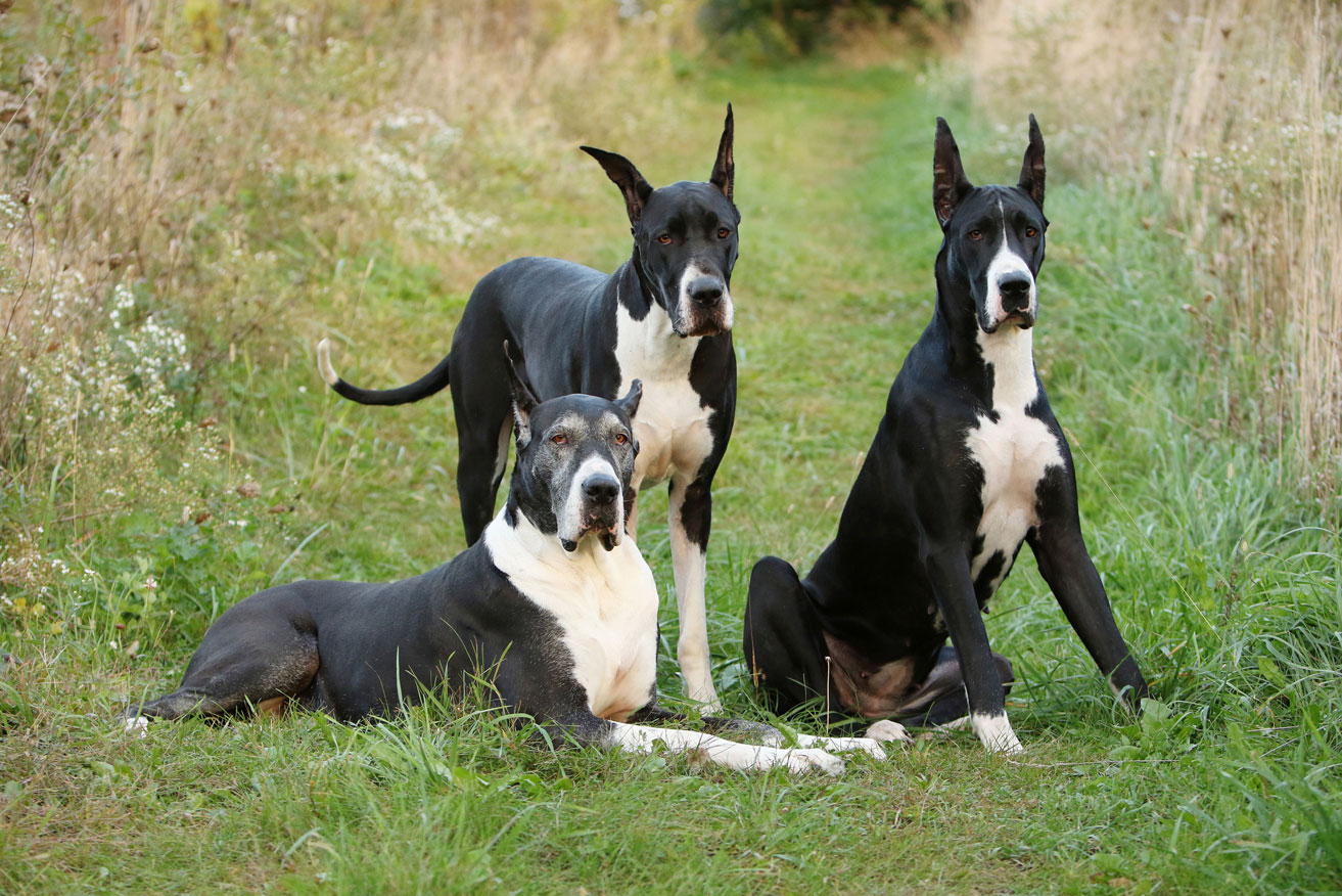 Great Dane generations