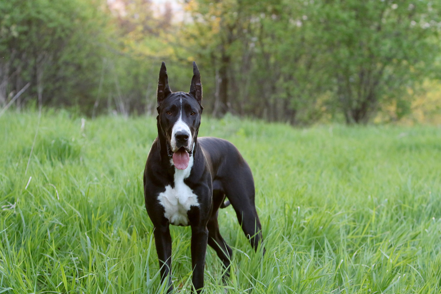 mantle great dane