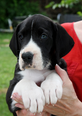 Mantle great dane puppy