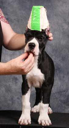 mantle great dane puppy