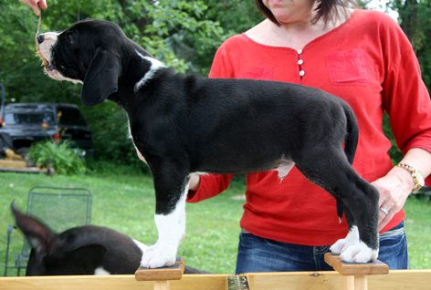 mantle male Great Dane puppy 6 1/2 weeks