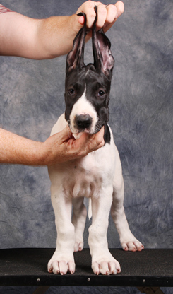 piebald great dane puppy