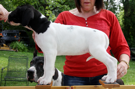 Piebald Dane puppy