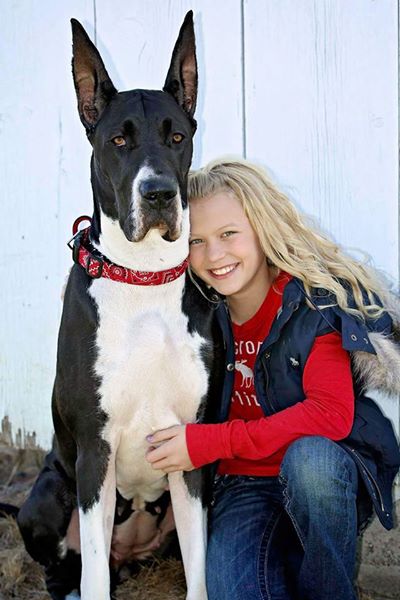 Great Dane