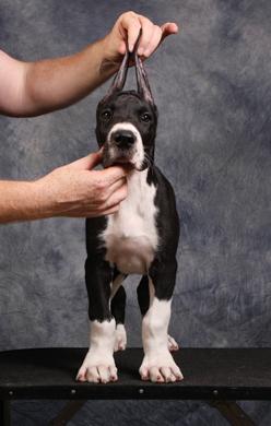 9 week old great dane puppy