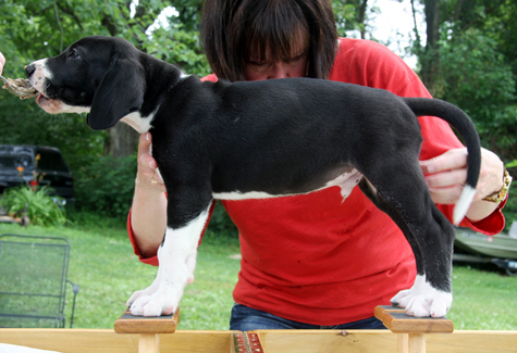 mantle dane puppy