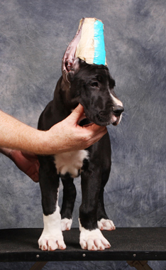 9 week old mantle great dane