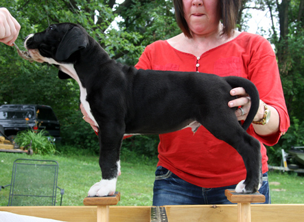 mantle great dane puppy