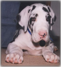 Harlequin Dane puppy