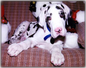 Great Dane puppy