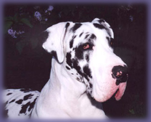 harlequin great dane head study