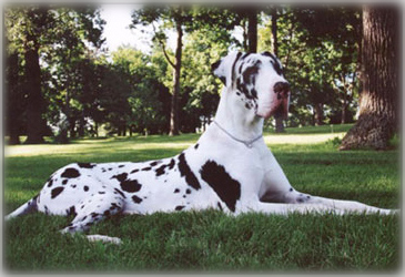 natural eared Great Dane