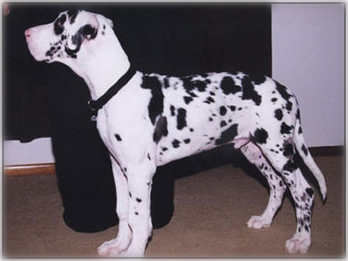 young harl Great Dane