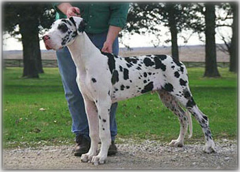 correctly marked harlequin Great Dane