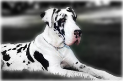 Natural eared harlequin great dane