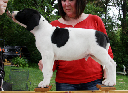 piebald great dane