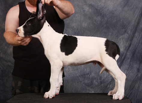 piebald great dane