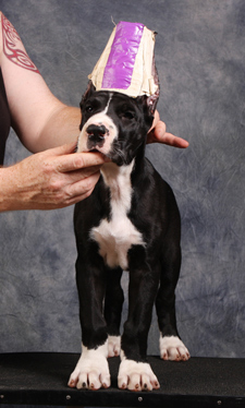 mantle great dane puppy