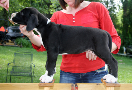 mantle great dane 6 1/2 weeks old