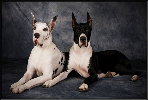 Harlequin & Mantle Great Danes Harlequin & Mantle Great Danes