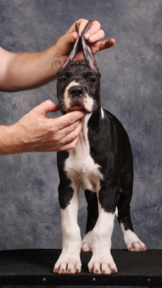 mantle great dane puppy