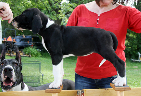 mantle great dane puppy