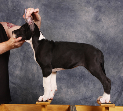 mantle great dane