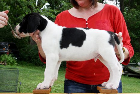 piebald dane puppy