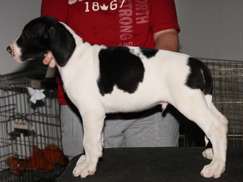 piebald great dane puppy