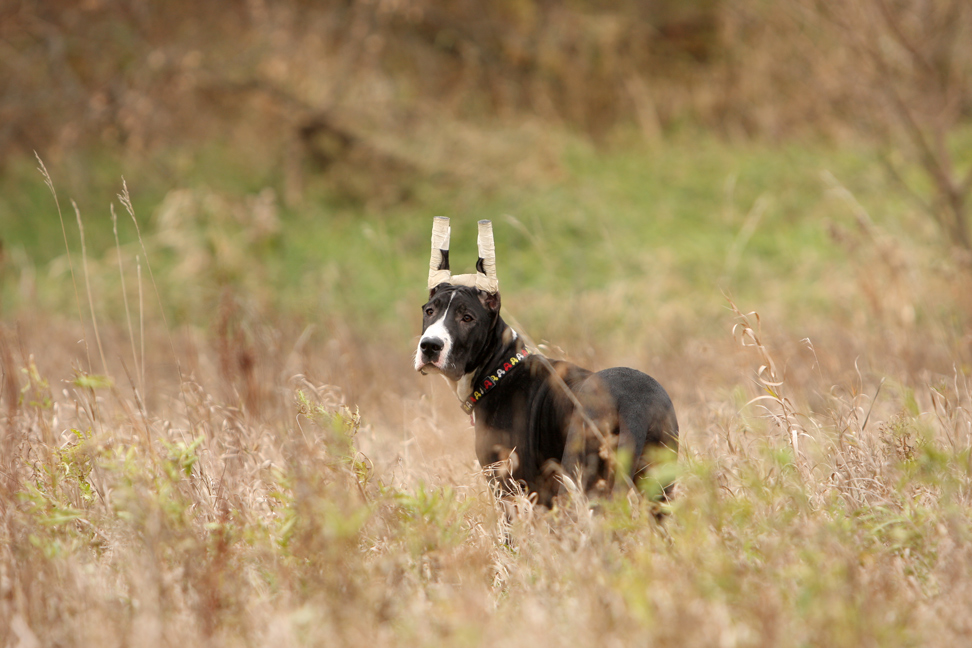 Mantle Great Dane puppy posted ears