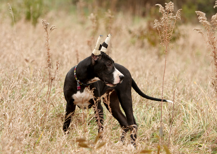 4 month old dane puppy ears taped