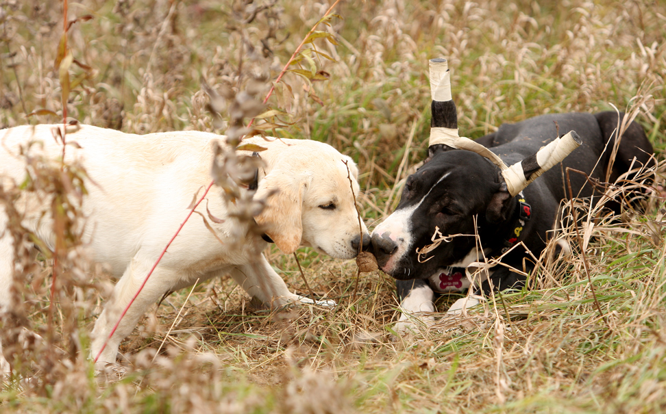 Great Dane and Lab puppy playing