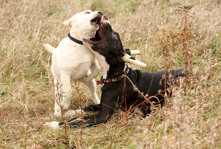 Lab and Great Dane playing