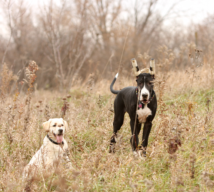 Great Dane and Lab puppies playing