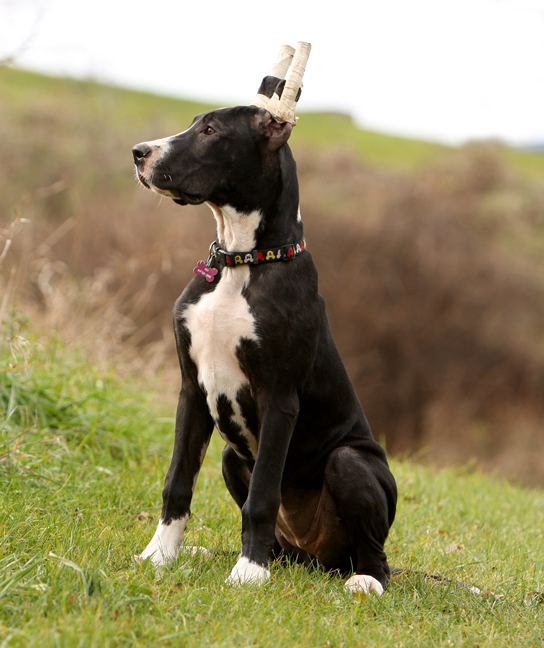 4 month old dane puppy in tapes