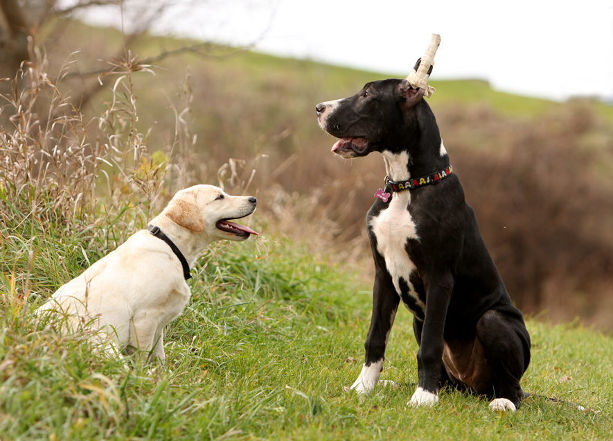 Lab and Great Dane puppies