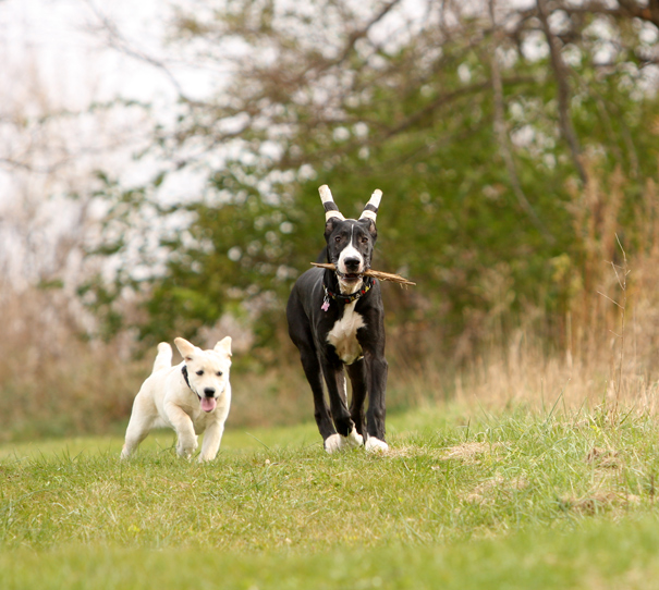 Puppies playing