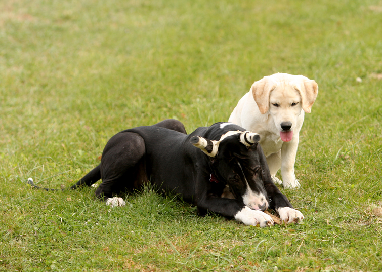 Puppies chewing on a stick