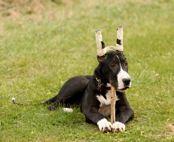 Mantle Great Dane puppy