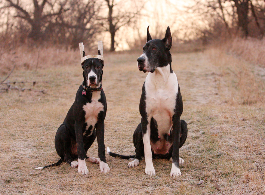 mother and daughter Great Dane