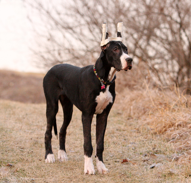 6 month old great dane puppy