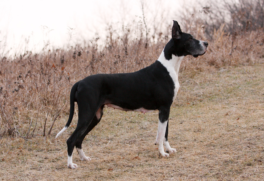 show quality mantle great dane