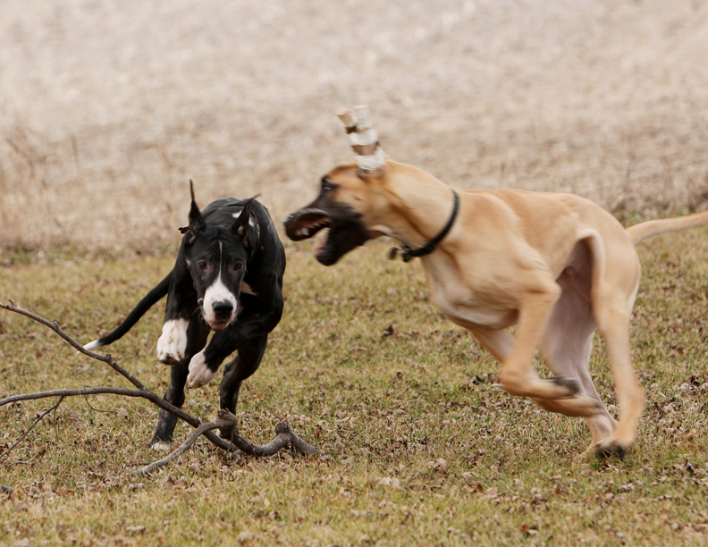 Great Dane playing