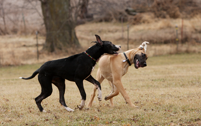 Great Danes playing