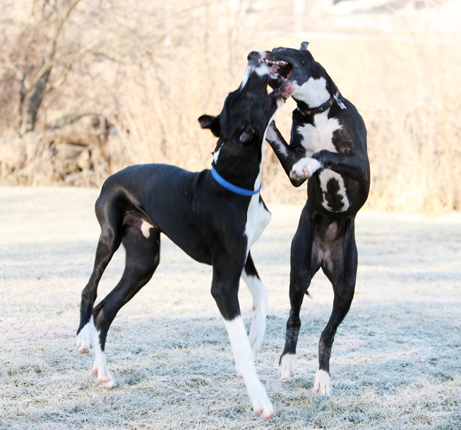 6 month old great dane puppies