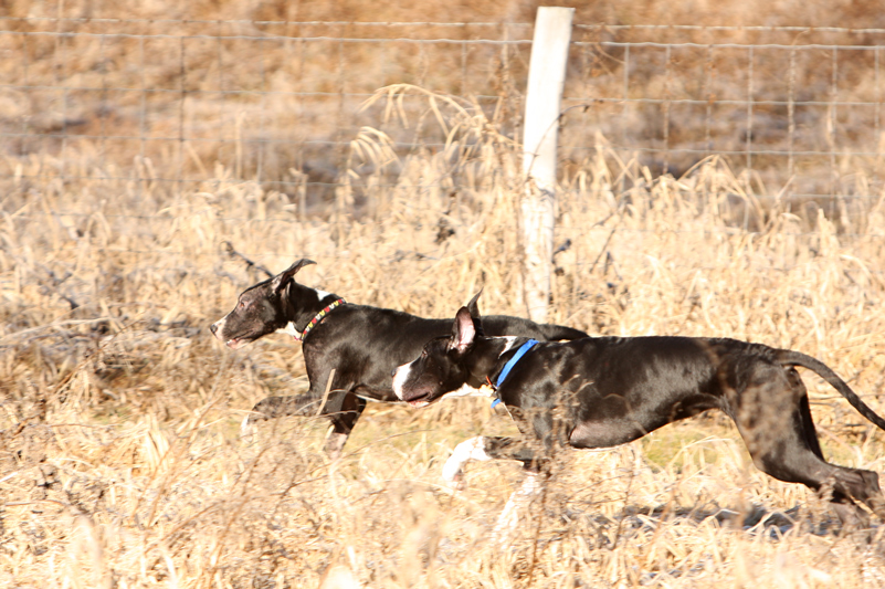 Great Danes running