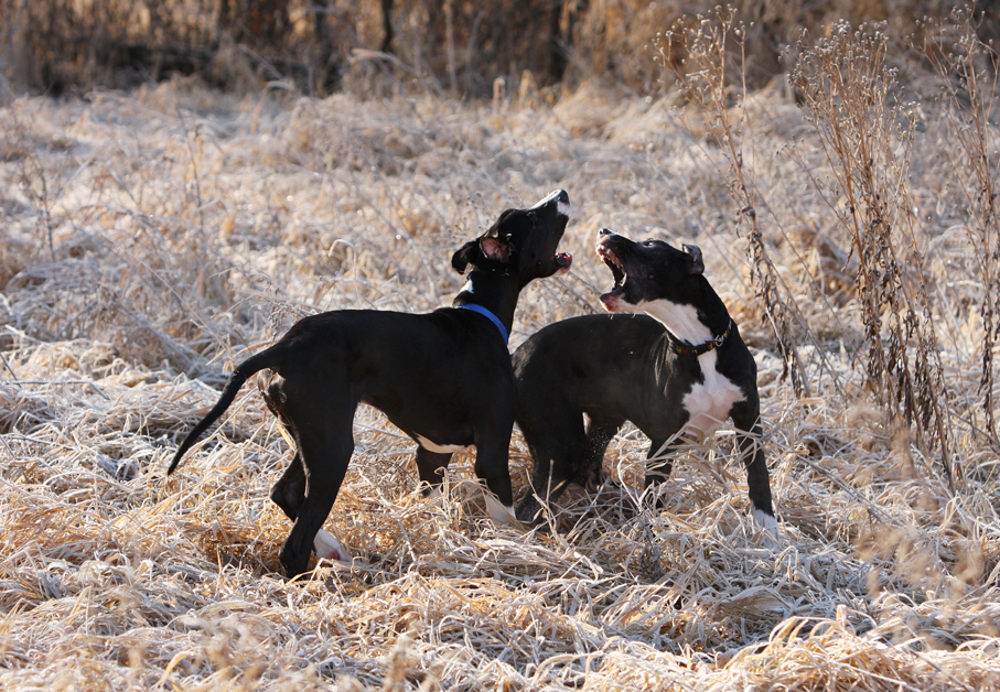 Great Danes playing